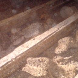 Insectddd - Dezynsekcja, Dezynfekcja, Deratyzacja, Odstraszacze Ptaków, Sprzątanie Strychów